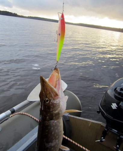 Под вечер вдруг включили "тампакс" с жёлтой спинкой. Работает только  ОК-115мм. (капля). Бывалая мелочь отдыхает...