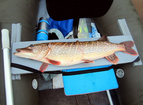 Самая толстая за рыбалку на судаковый  "ОК"-115мм.  Расцветка ~"Клоун"/"Тампакс"!.