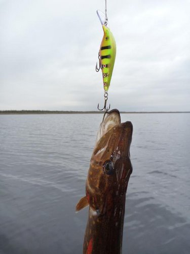 P1060698.JPG (29.05 КБ) 2273 просмотра Разловил новый воб!!! Ура!