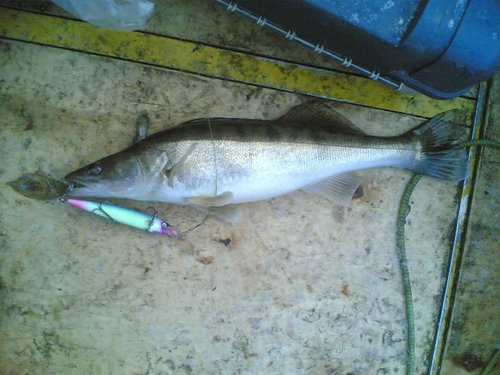 Судаки-0002.jpg (106.3 КБ) 1757 просмотров Этот чуть меньше 300 грамм. Вот и разловлен!