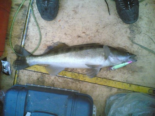 Судаки-0007.jpg (103.61 КБ) 1757 просмотров Этот поскромнее. Зато как боролся!