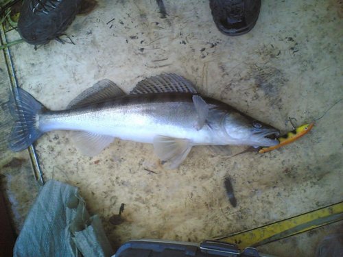 Судаки-0005.jpg (97.53 КБ) 1757 просмотров в этом 320 грамм