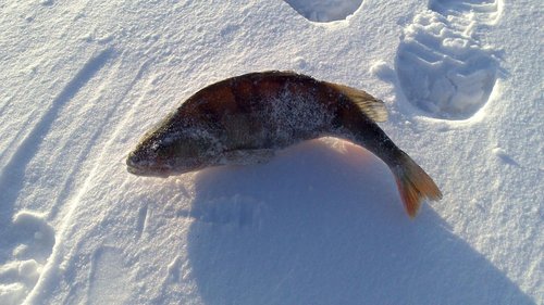 красавчик, попавшийся Алексею