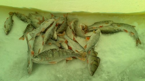 улов из последней лунки в этот день