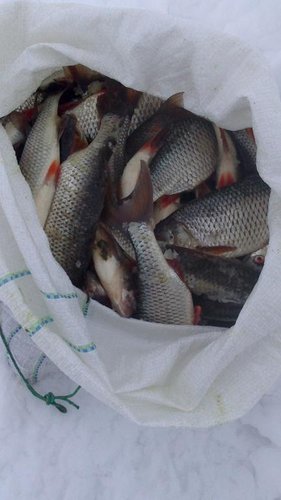 серебристые красотки