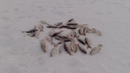 DSC_0033.jpg (73.87 КБ) 4050 просмотров улов с лучшей лунки