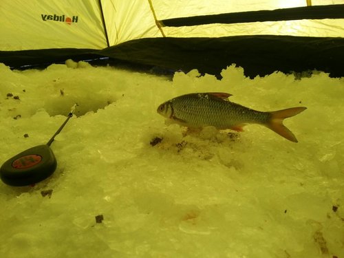 20130310_082005.jpg (73 КБ) 4454 просмотра 20130310_082005.jpg