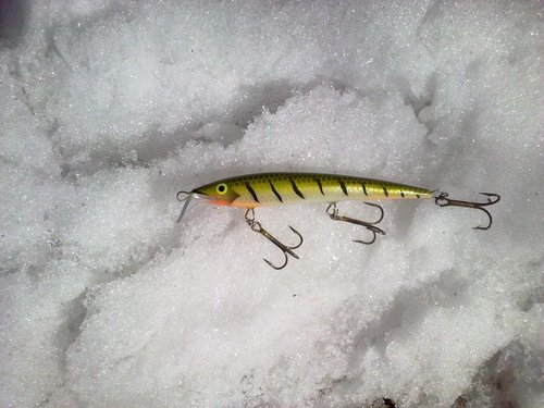 29032013353.jpg (122.28 КБ) 25807 просмотров ива, 10см.