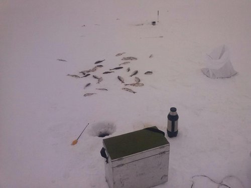 IMG_20130330_135601.jpg (40.72 КБ) 1653 просмотра Субботние луночки