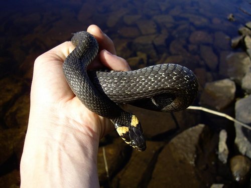 фото 2007 535.jpg (75.11 КБ) 1777 просмотров Ооочень уж я их люблю!