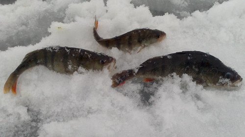 Парочка полосатых толстячков