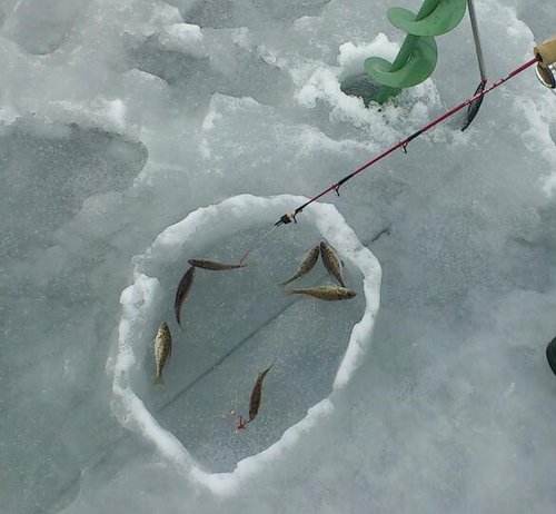 DSC_1056-1.jpg (36.9 КБ) 4678 просмотров В воскресенье (14.04) рыб не клевал, даже на льду!