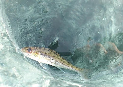 Всё сложнее поймать крупного " судака " на Чюдском озере..