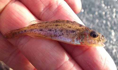 Самый " крупный " в этом сезоне...