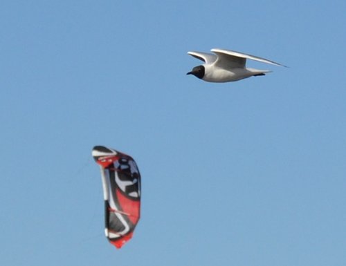 DSC_0264a.jpg (151.8 КБ) 14297 просмотров Чайка на ветру на фоне кайта