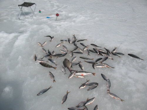 IMG_7305.JPG (148.36 КБ) 10329 просмотров IMG_7305.JPG