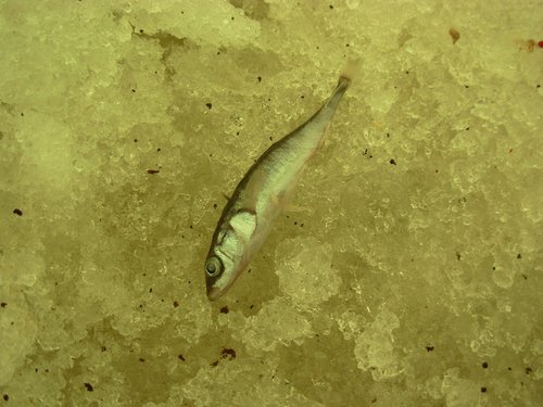 DSCN4365.JPG