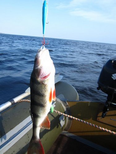 ФЗ10.jpg (51.05 КБ) 1389 просмотров Рекордный за рыбалку окунь на 520 гр.