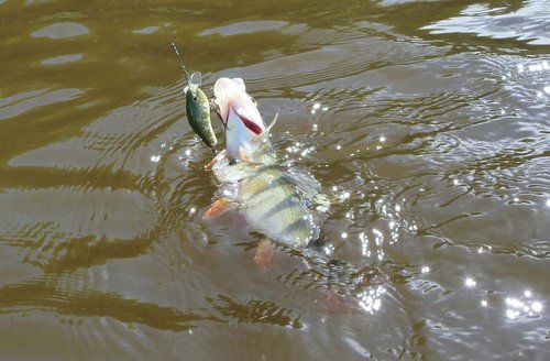P1070320.JPG (117.08 КБ) 1819 просмотров Этот воблер приносил окуней даже по два за раз, но только днём.