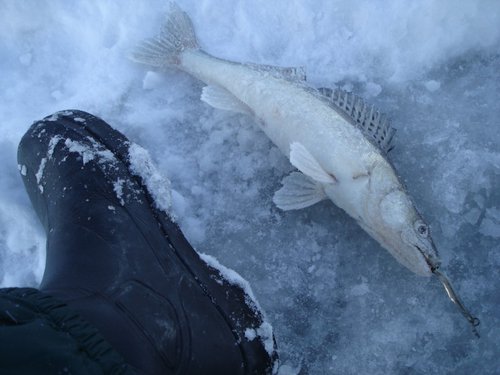 zima 2010 034 (800 x 600).jpg