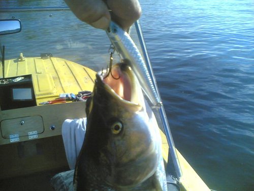 Жерех 1900 15062013.jpg (83.84 КБ) 1704 просмотра это он позирует, смирный такой и скромный...