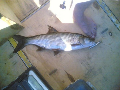 Жерех 1900 15062013(002).jpg (81.17 КБ) 1704 просмотра Устал от скачек, отдыхает