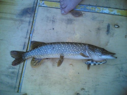 Щука на троллинг 15062013(004).jpg (74.65 КБ) 1704 просмотра Просто щучка.