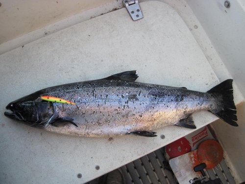 IMG_8000.JPG (109.92 КБ) 1655 просмотров за основу взят воблер Алекса 78