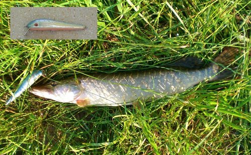 CIMG5781-kl-bl.JPG (163.17 КБ) 1490 просмотров а был бы потолще - я не уверен , что отпустилбы, до 50 ну совсем чуток не хватало (((