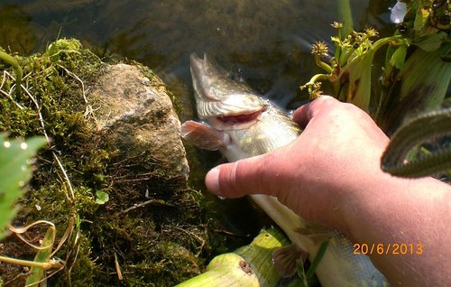 CIMG5783-kl.JPG (114.17 КБ) 1490 просмотров а, пофигу! жена на работе, значит мне пришлось бы чистить! а на нет - и суда нет