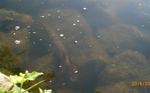 CIMG5784-kl.JPG (39.52 КБ) 1490 просмотров если кто не видит - веточка указывает направление на хвост ХыШнИкА