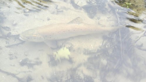 12062013752.jpg (60.5 КБ) 1368 просмотров Отпущенная форель.