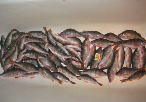 Дома показало 15 кг