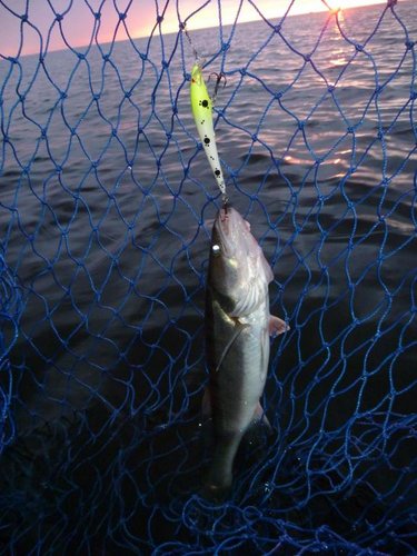 А этот воблер ушёл к рыбаку, с внушительной коллекцией воблеров, но без улова...