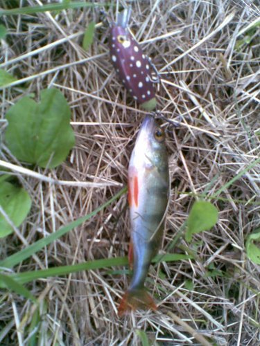 фото ужасное, но вроде воб от добычи отличить мона