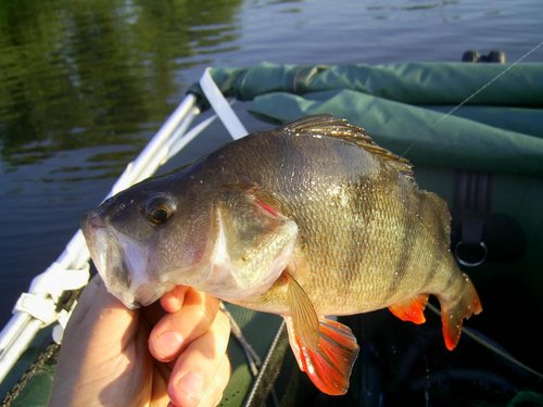 Окунь на 700 грамм. На лайтовый спиннинг, на передне- огруженную вращалку из 10 советских копеек. АДРЕНАЛИН!!!!