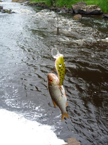 Первая рыбина в этот день! А так хотелось чего нибудь пятнистого...