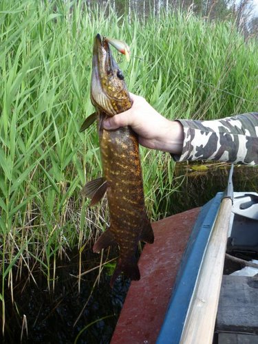 С утра половили на озерце.