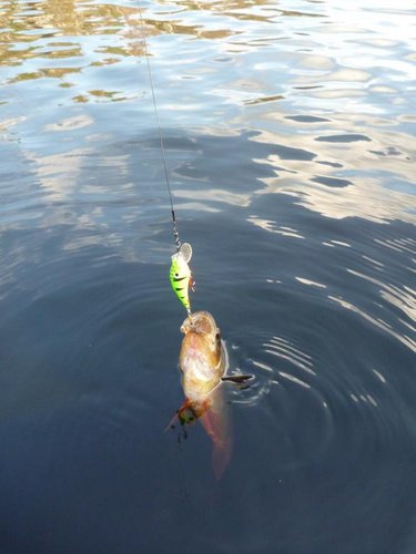 Красавец - озёрный окунь.