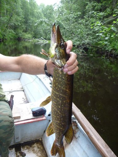 Этот уже речной хищник.