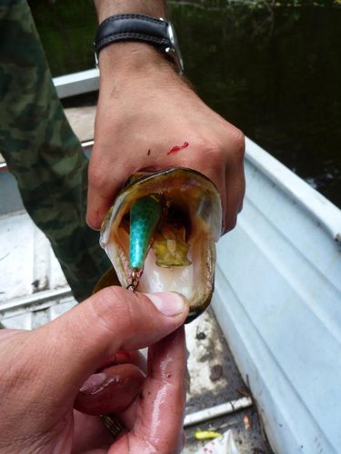 Эта щука заглотила жадно.