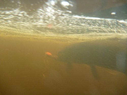 На фотосессию щука не согласилась...