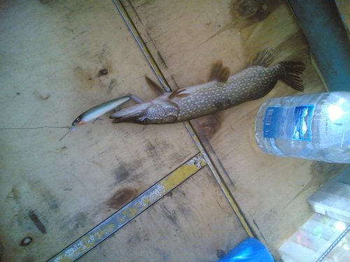 12072013(005).jpg (81.3 КБ) 1662 просмотра Резиноносец - это 15 см дерева плюс 8 см силикона