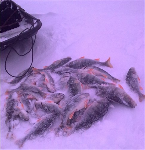 Часть улова.