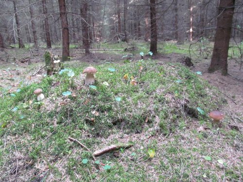 IMG_4599.JPG (190.21 КБ) 2582 просмотра дозорные