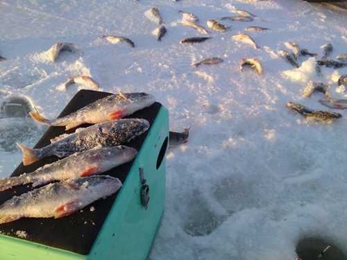 07.02.2011. Andris M.JPG