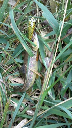 Форель не беру на еду, по причине малочисленности стада в нашем регионе, сильного прессинга, да и просто - это самая любимая мною рыба!!!