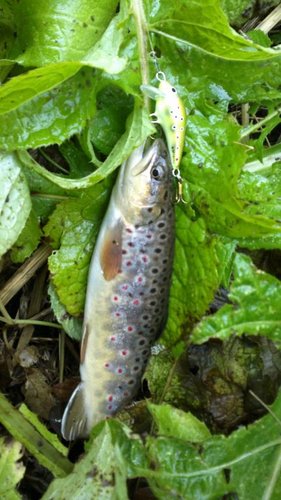 Постоянно получаю от жены - на рыбалку хожу, а рыбу в дом не приношу... Ну как такую красавицу съесть :(