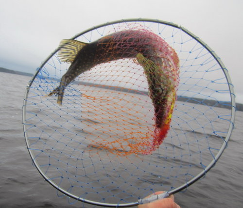 ял4.jpg (138.83 КБ) 2890 просмотров Сама упаковалась как магазинная кура в былые времена!