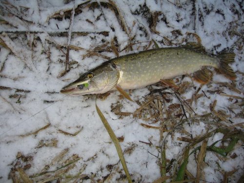 IMG_0290.JPG (133.9 КБ) 14377 просмотров 1,4